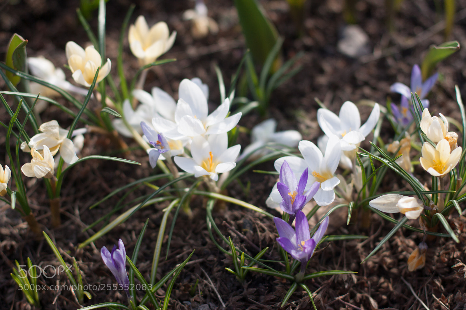 Canon EOS 50D sample photo. Img photography