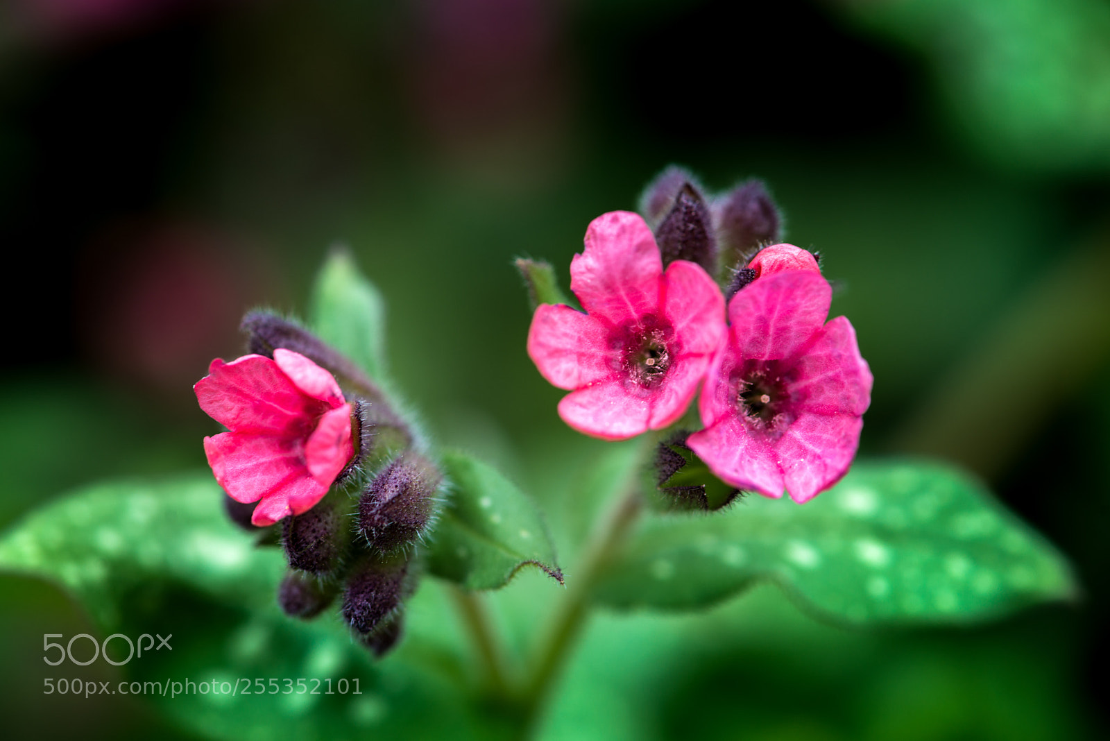 Nikon D800 sample photo. Pulmonaria photography