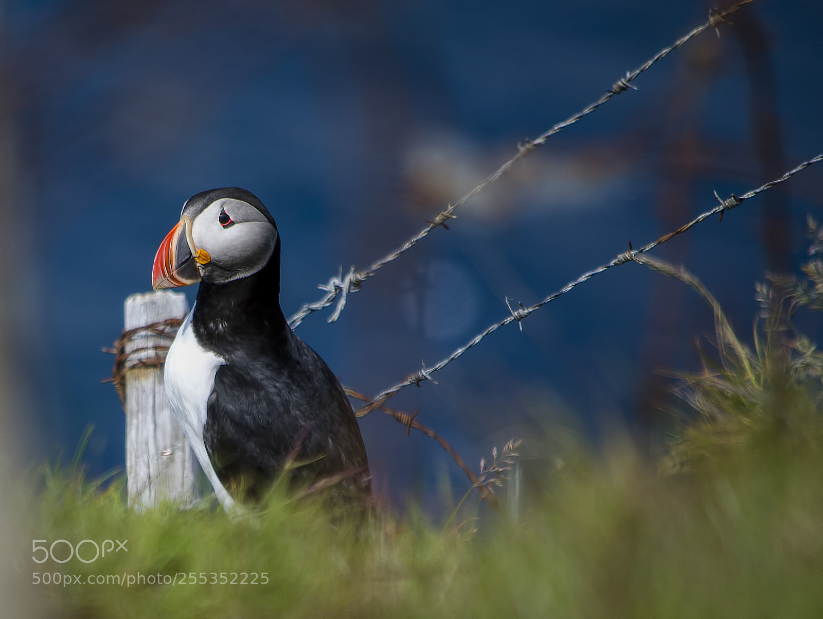 Nikon D7000 sample photo. Puffin photography