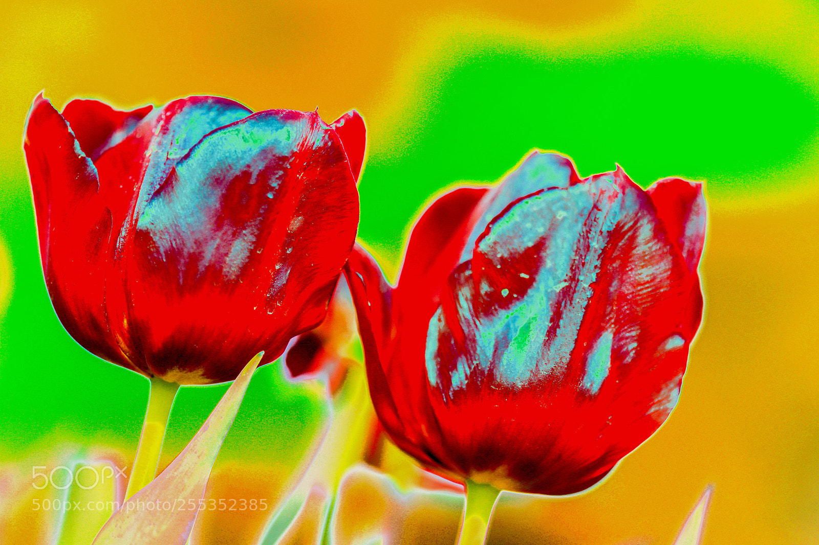 Canon EOS 6D sample photo. Tulpen photography