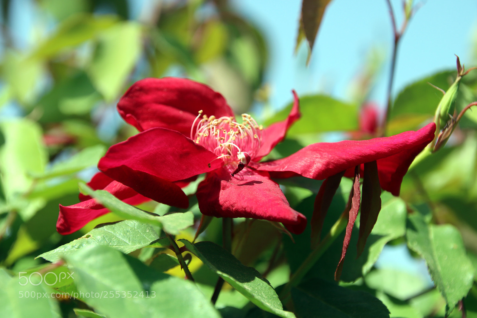 Canon EOS 750D (EOS Rebel T6i / EOS Kiss X8i) sample photo. Untitled photography