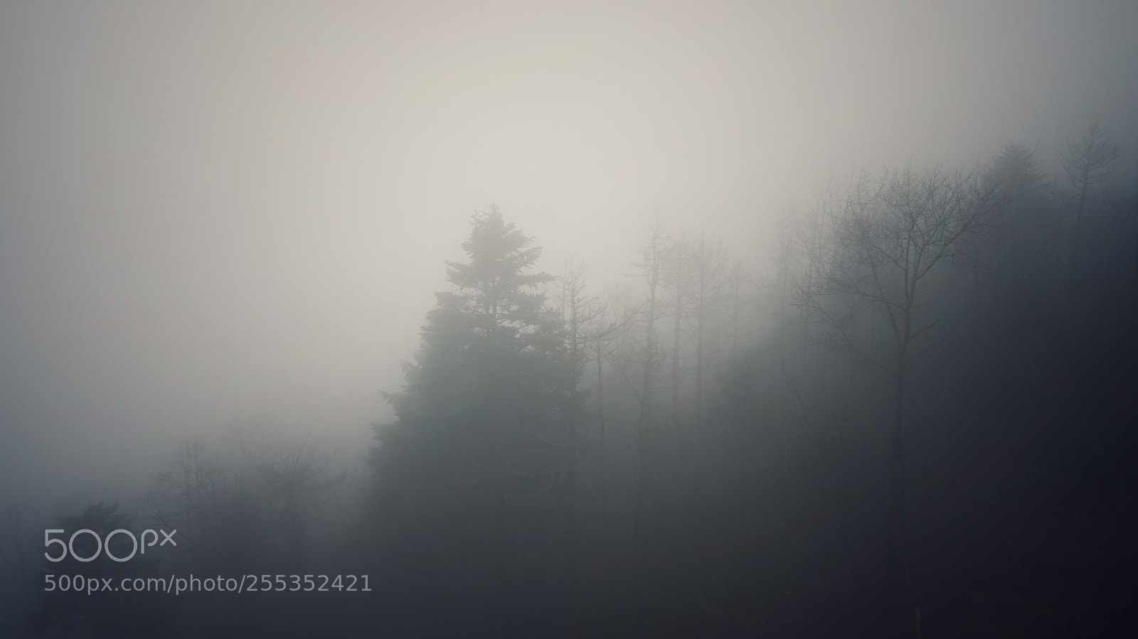 Sony a7R II sample photo. Untitled photography