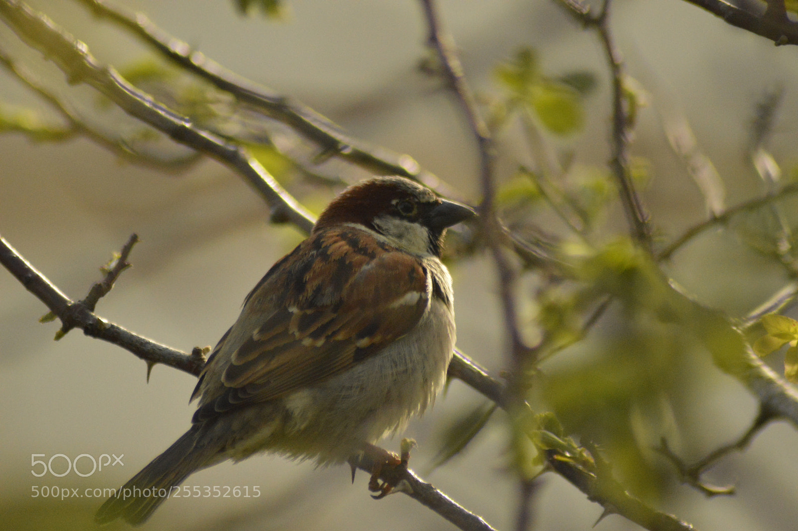 Nikon D3200 sample photo. Sparrow on a twig photography