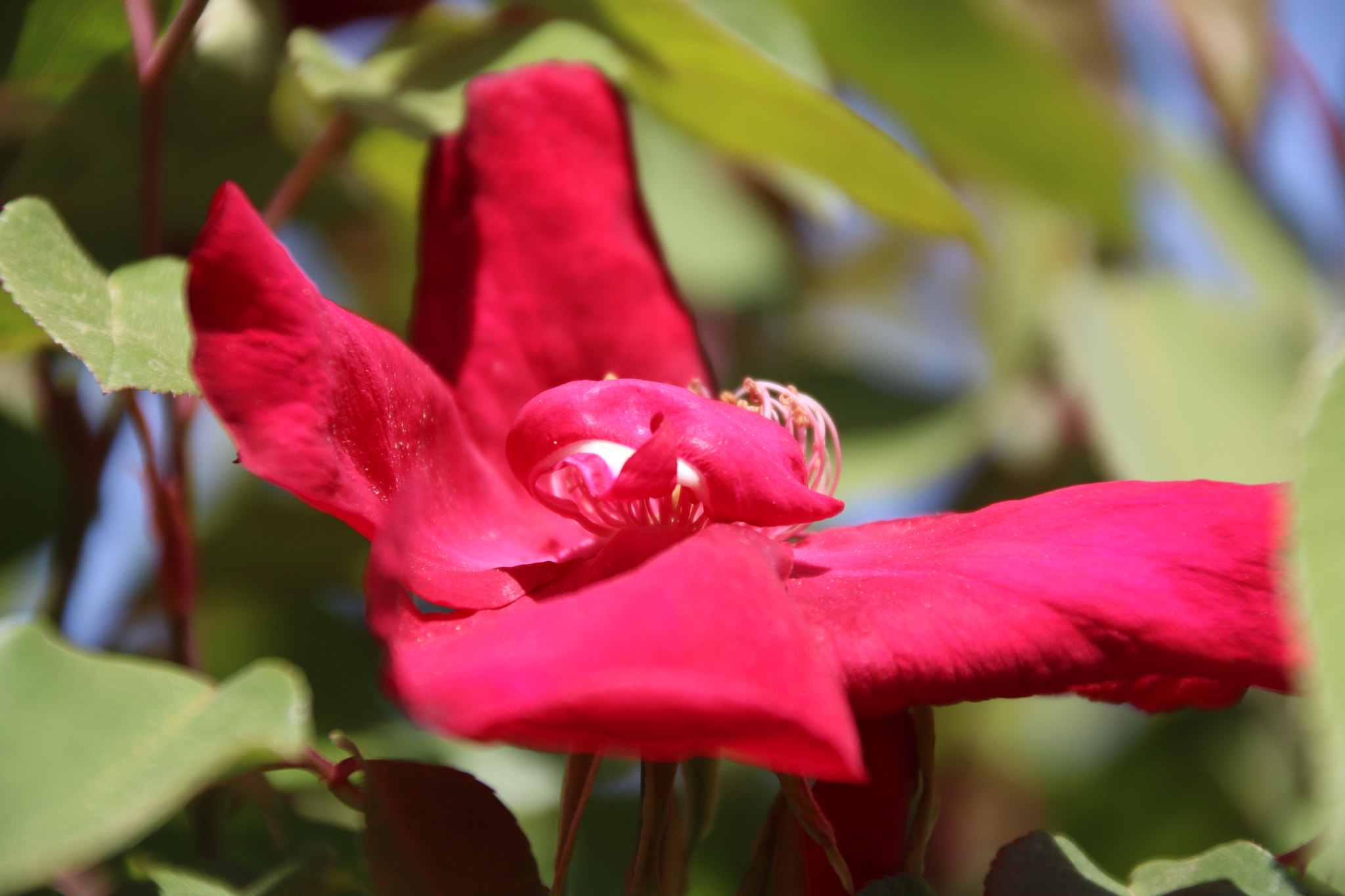 Canon EOS 750D (EOS Rebel T6i / EOS Kiss X8i) sample photo