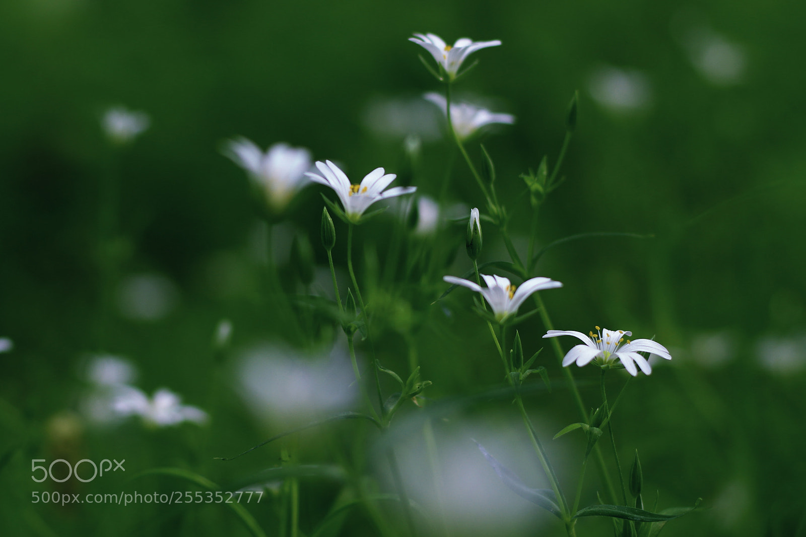 Canon EOS 700D (EOS Rebel T5i / EOS Kiss X7i) + Canon EF 50mm F1.8 STM sample photo. Tender white beauty photography