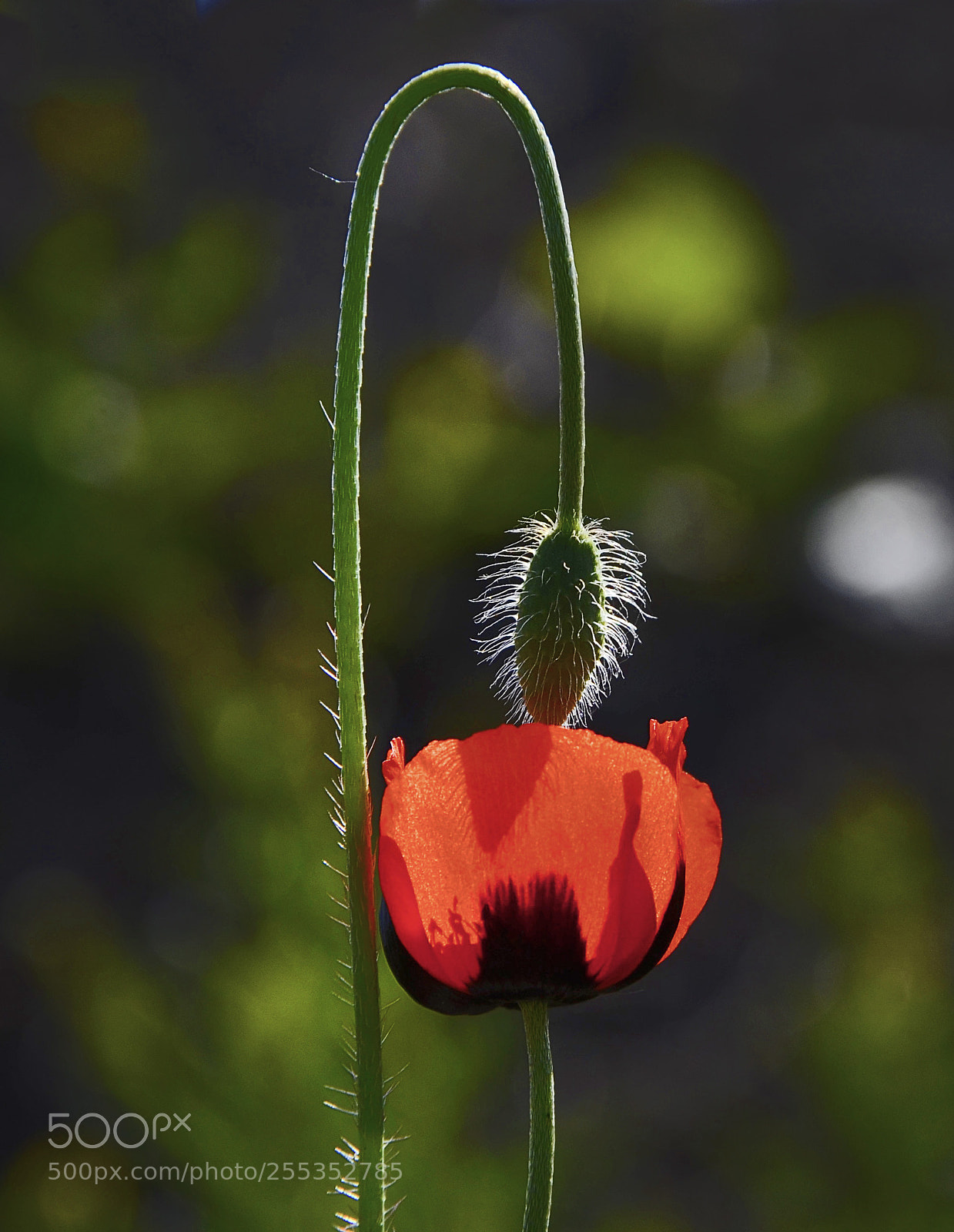 Nikon D7000 sample photo. Poppy love photography