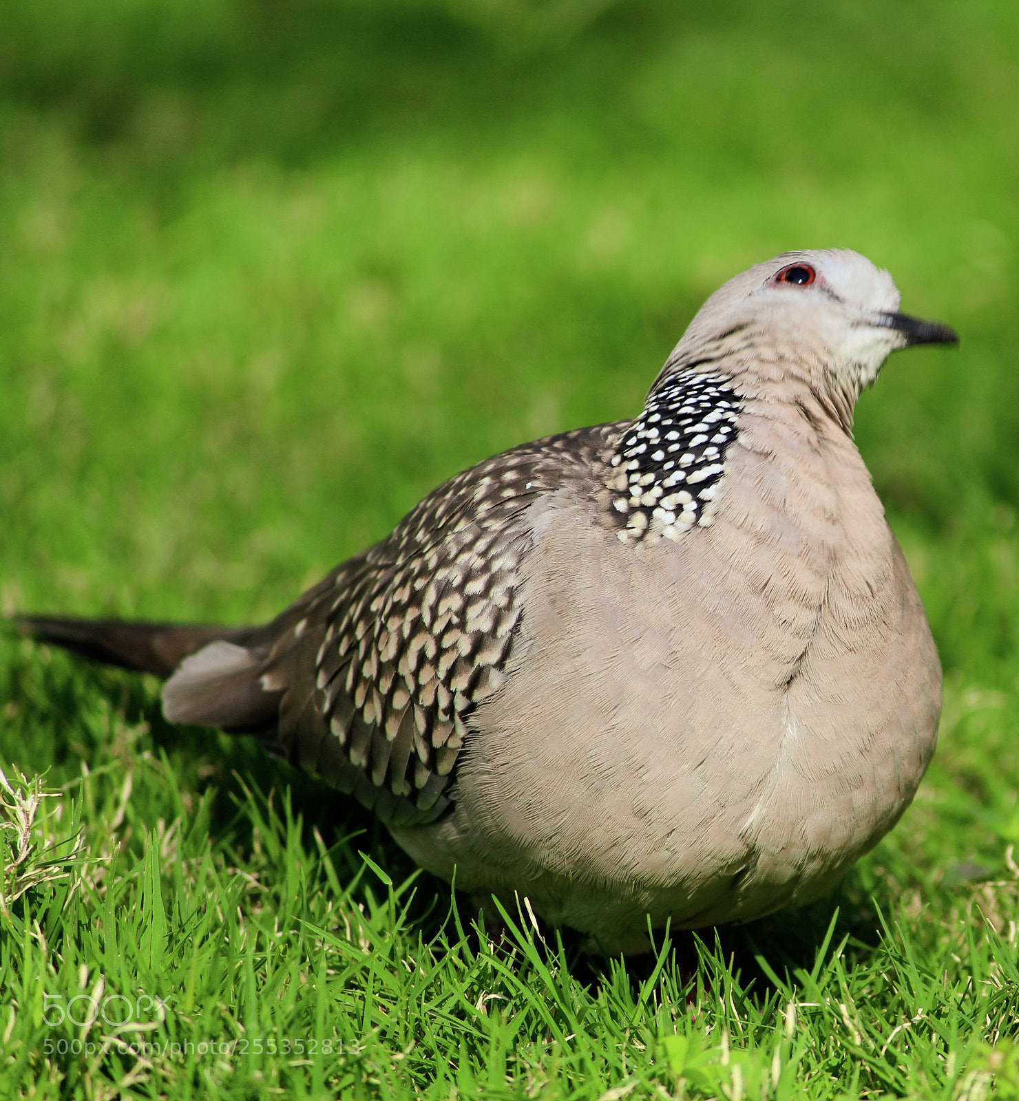 Canon EOS 1200D (EOS Rebel T5 / EOS Kiss X70 / EOS Hi) sample photo. A beautiful pigeon ! photography