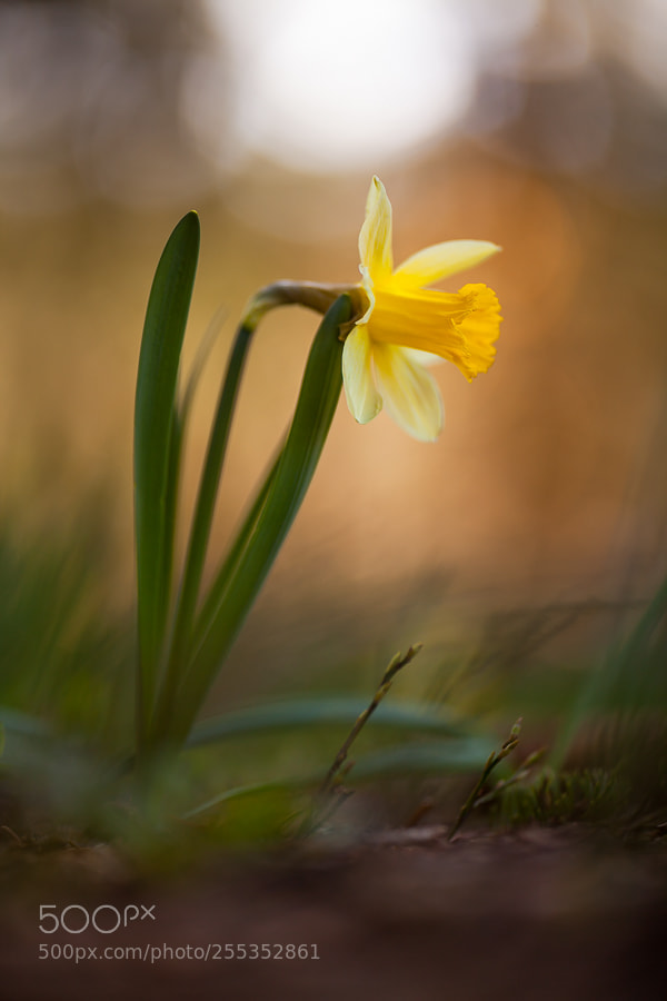 Canon EOS 5D Mark II sample photo. Wild open... photography