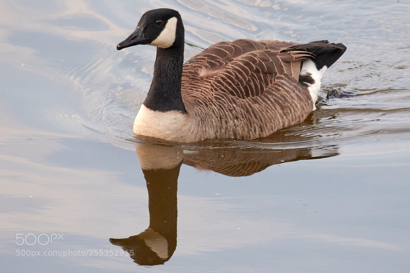 Nikon D7200 sample photo. Canada goose photography