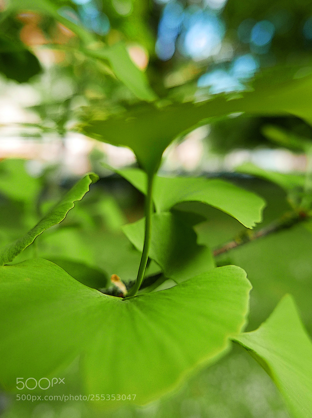 Leica D-Lux (Typ 109) sample photo. Leaves in the wind photography