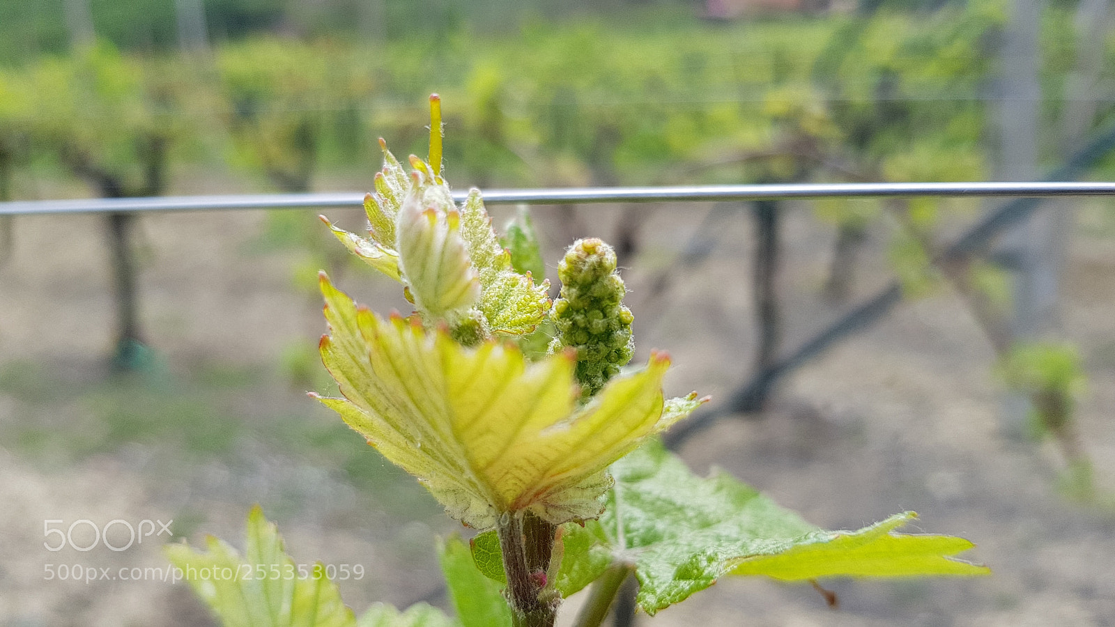 Samsung Galaxy S8+ sample photo. Untitled photography