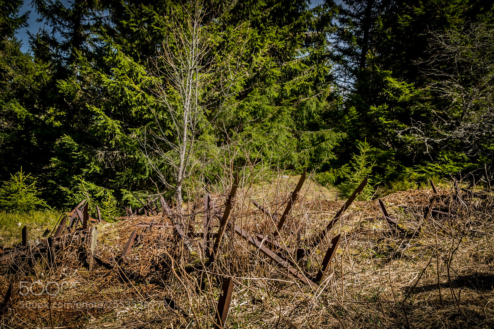 Nikon D3300 sample photo. T te des faux photography