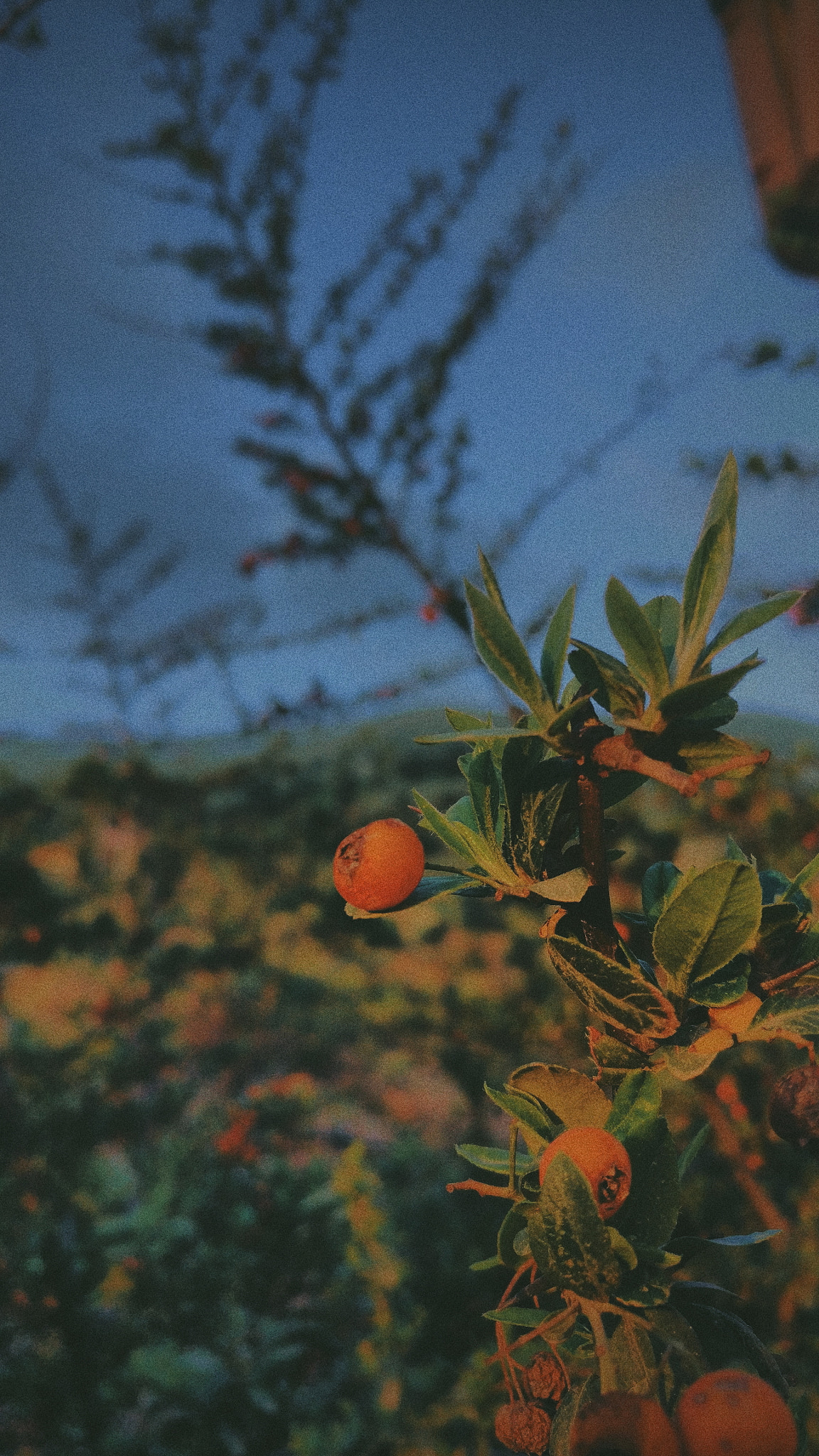 OnePlus A3010 sample photo. Chavy land | چافي لاند photography