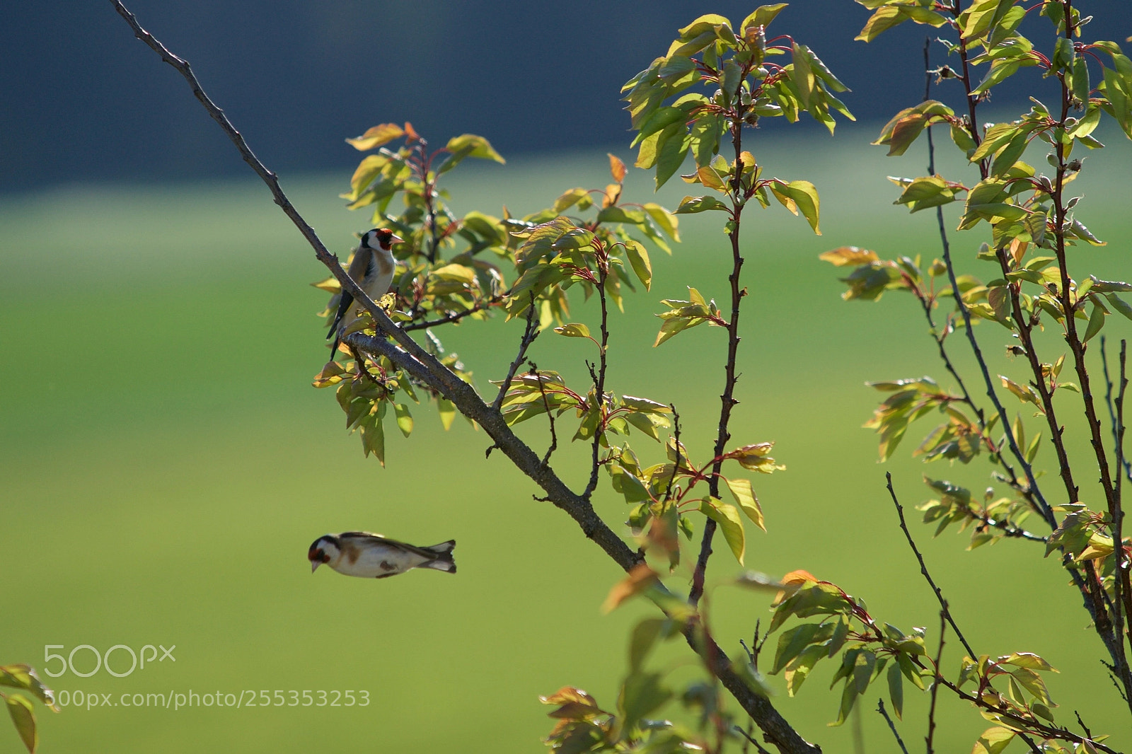 Sony SLT-A99V sample photo. Fish or bird photography