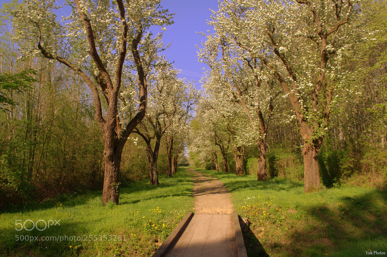 Nikon D3100 sample photo. Nice path photography