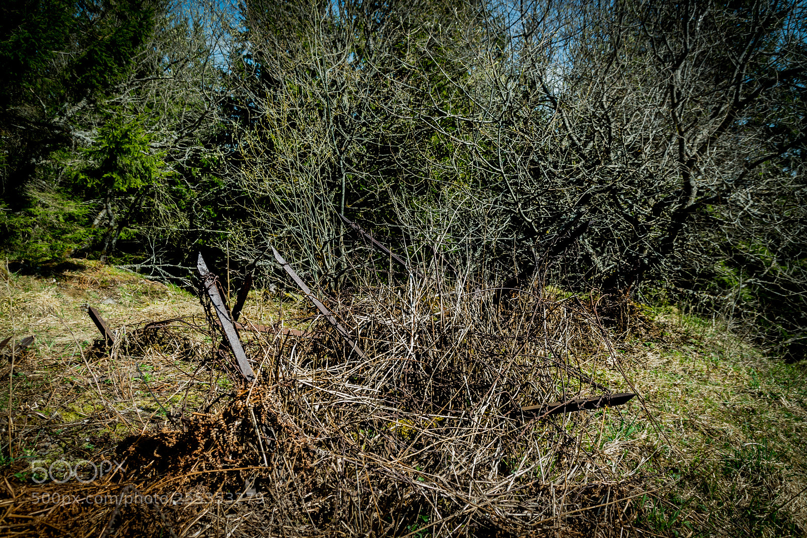 Nikon D3300 sample photo. T te des faux photography
