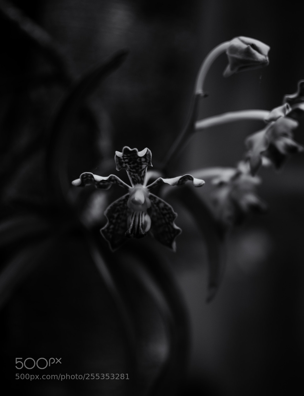 Nikon D5100 sample photo. Mk photography
