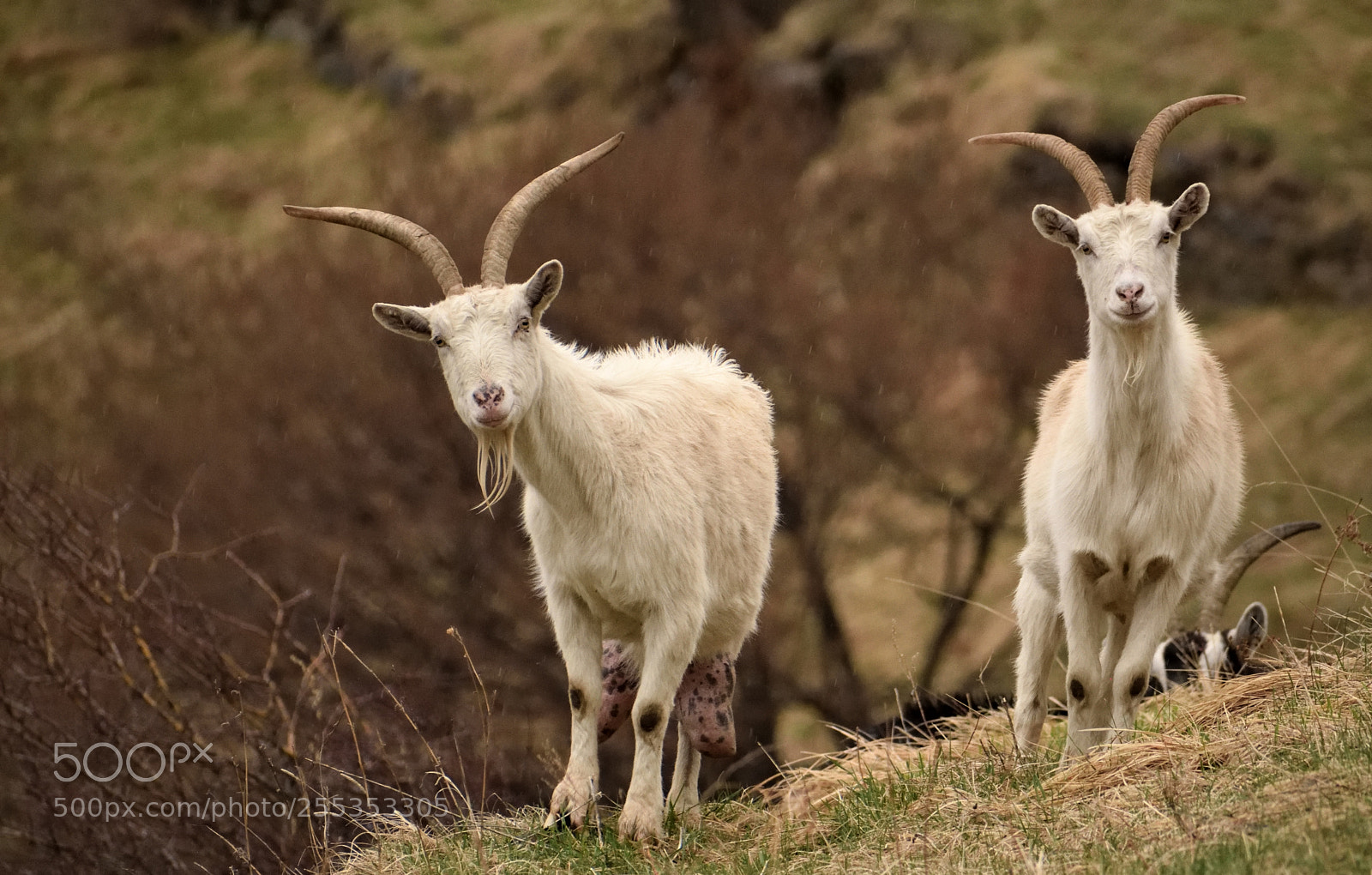 Nikon D3300 sample photo. Curious goats photography