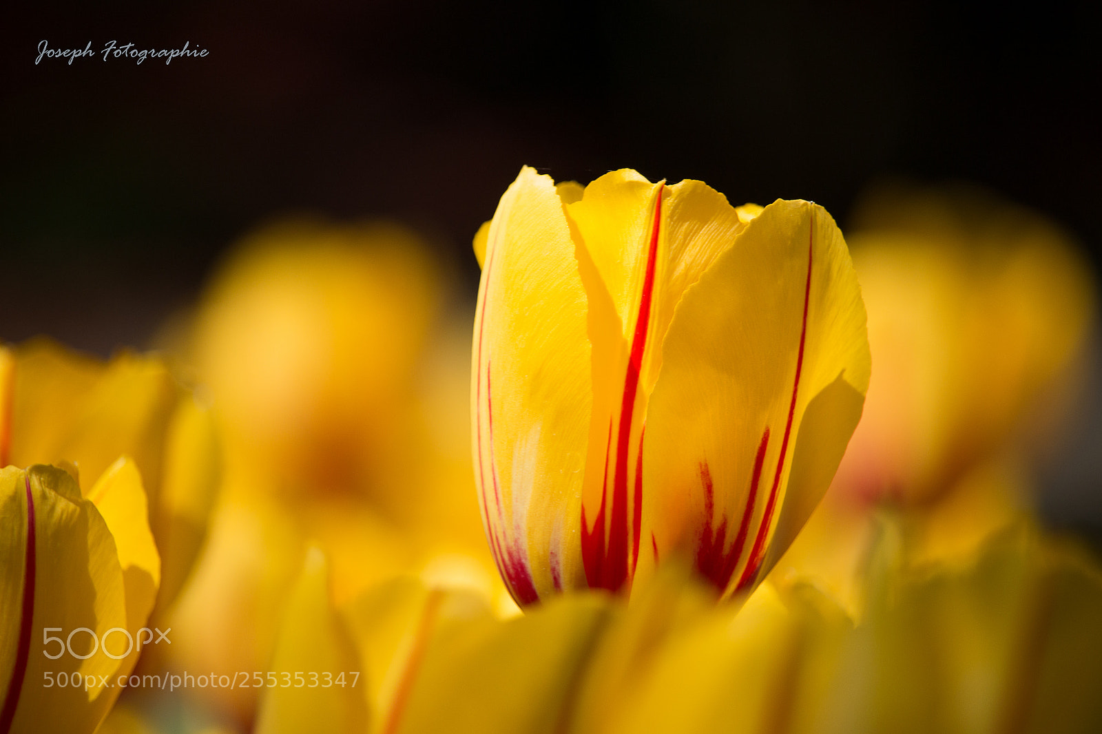 Canon EOS 70D sample photo. Tulips macro photography