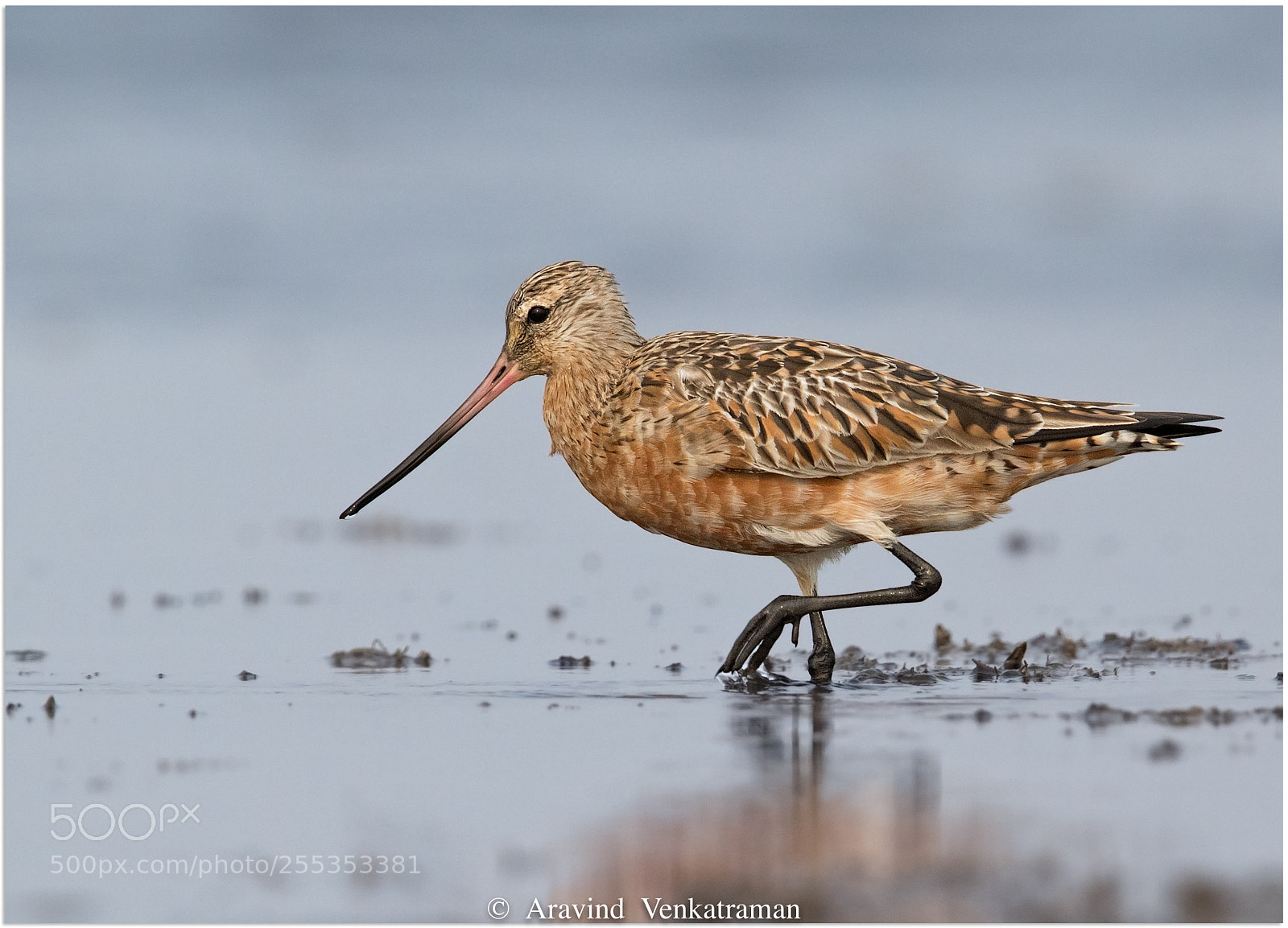 Canon EOS 7D Mark II sample photo. Bar tailed godwit photography