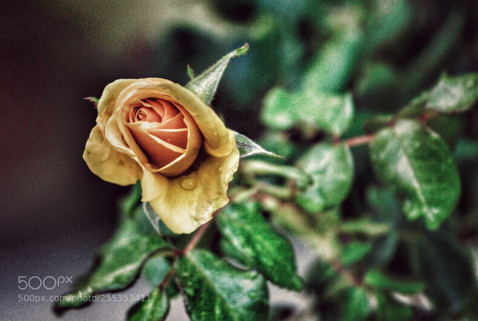 Canon EOS 80D sample photo. Untitled photography