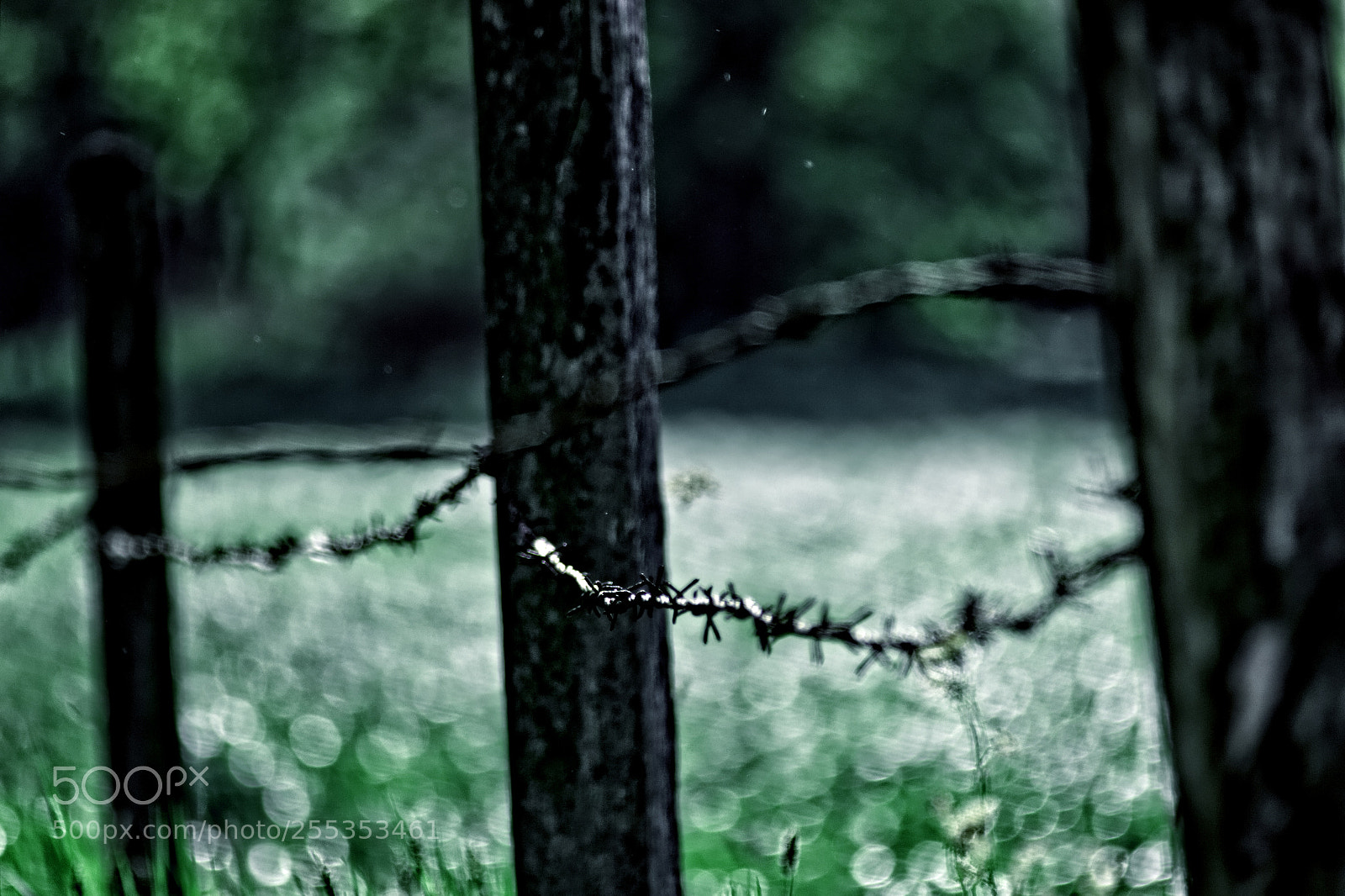 Canon EOS 600D (Rebel EOS T3i / EOS Kiss X5) sample photo. Barbwire photography