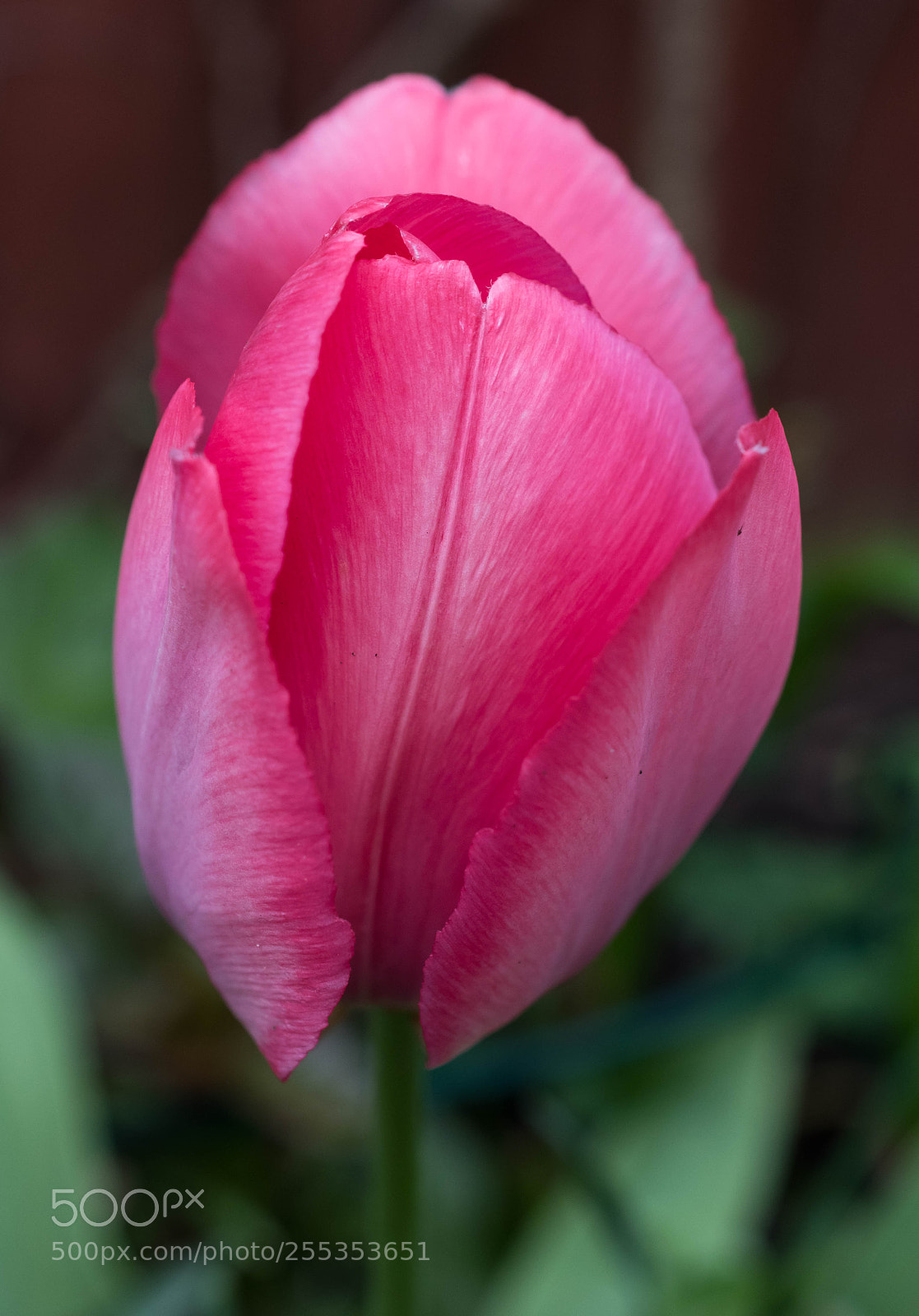 Nikon D5600 sample photo. Tulpe photography
