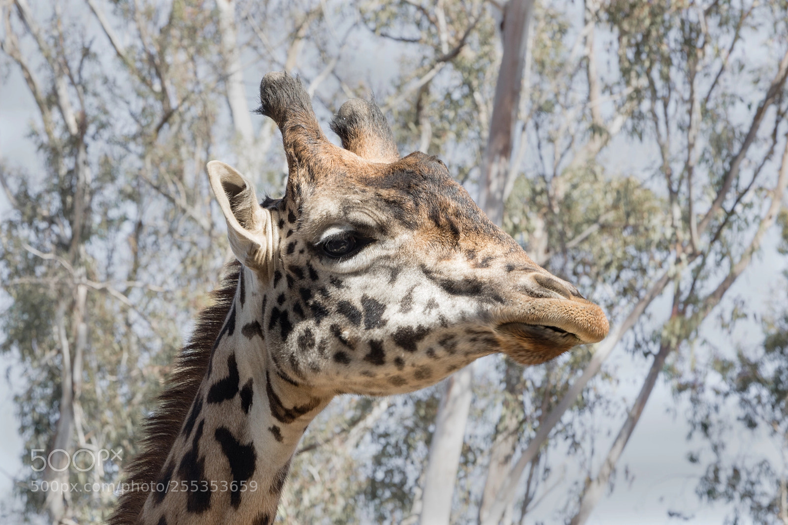 Canon EOS 5D Mark IV sample photo. The giraffe ii photography