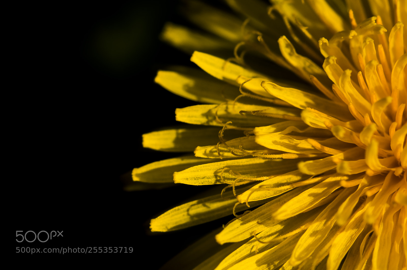 Pentax K-5 II sample photo. Taraxacum officinale (púpava) photography