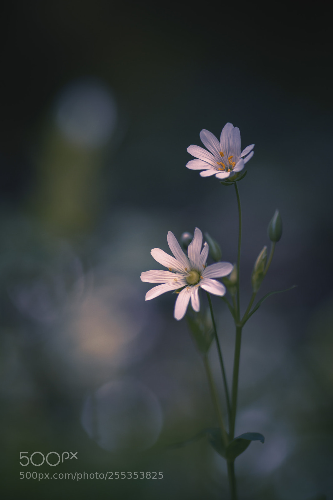 Nikon D7200 sample photo. Stellaire holostée photography