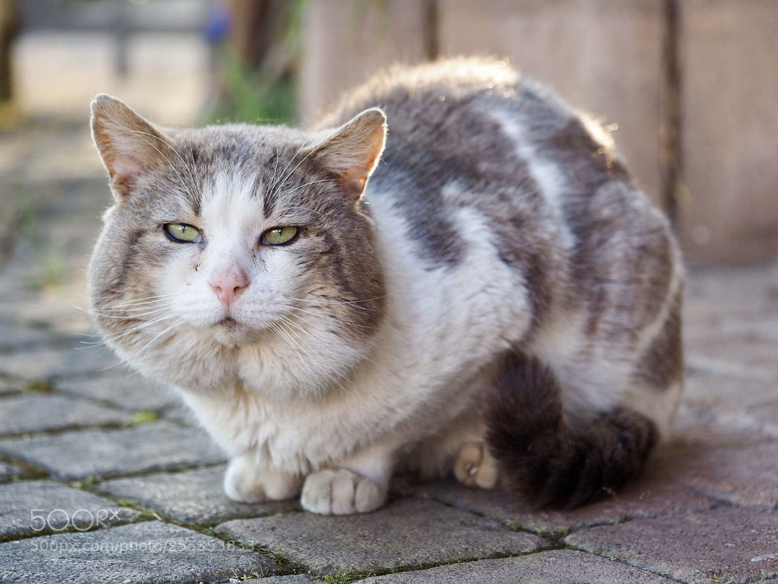 Olympus OM-D E-M10 II sample photo. Cat photography