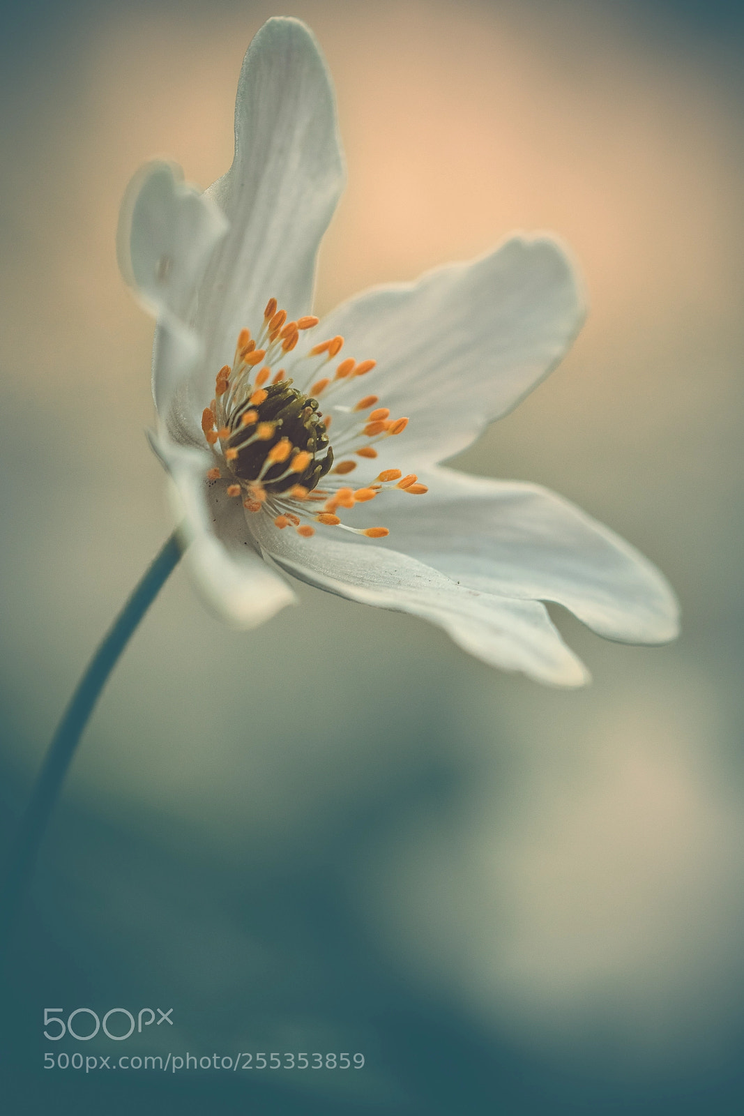 Canon EOS M5 sample photo. Anemone nemorosa photography