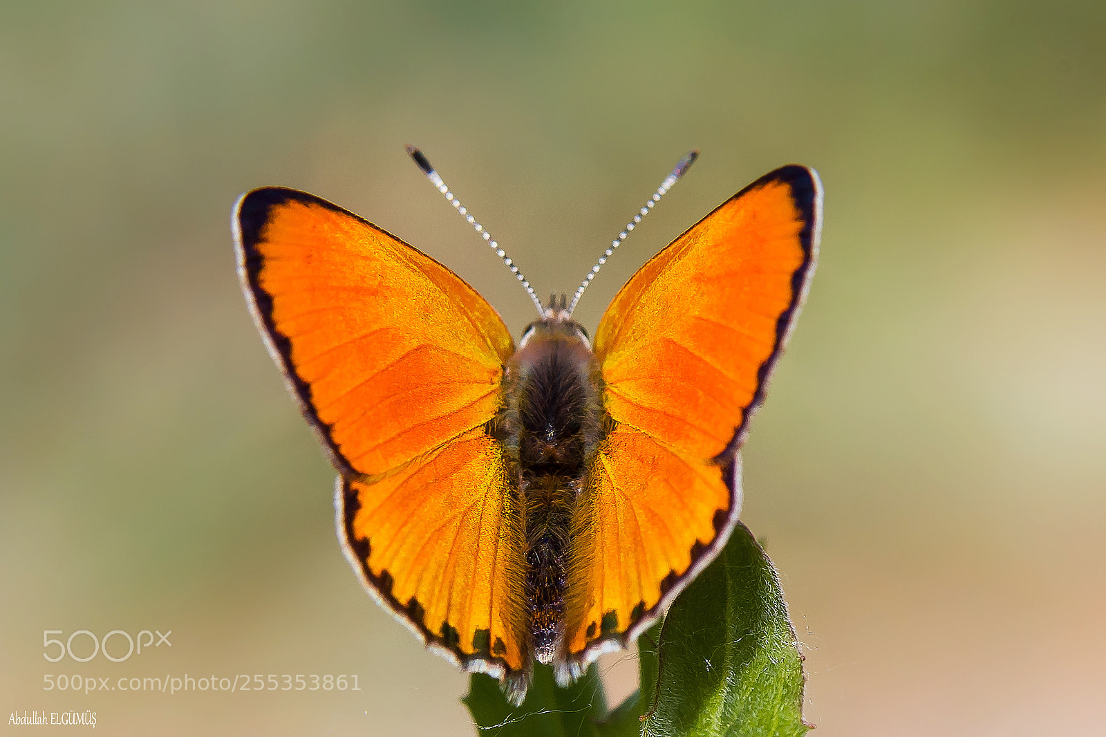 Canon EOS 5D Mark II sample photo. Alev ate i lycaena photography