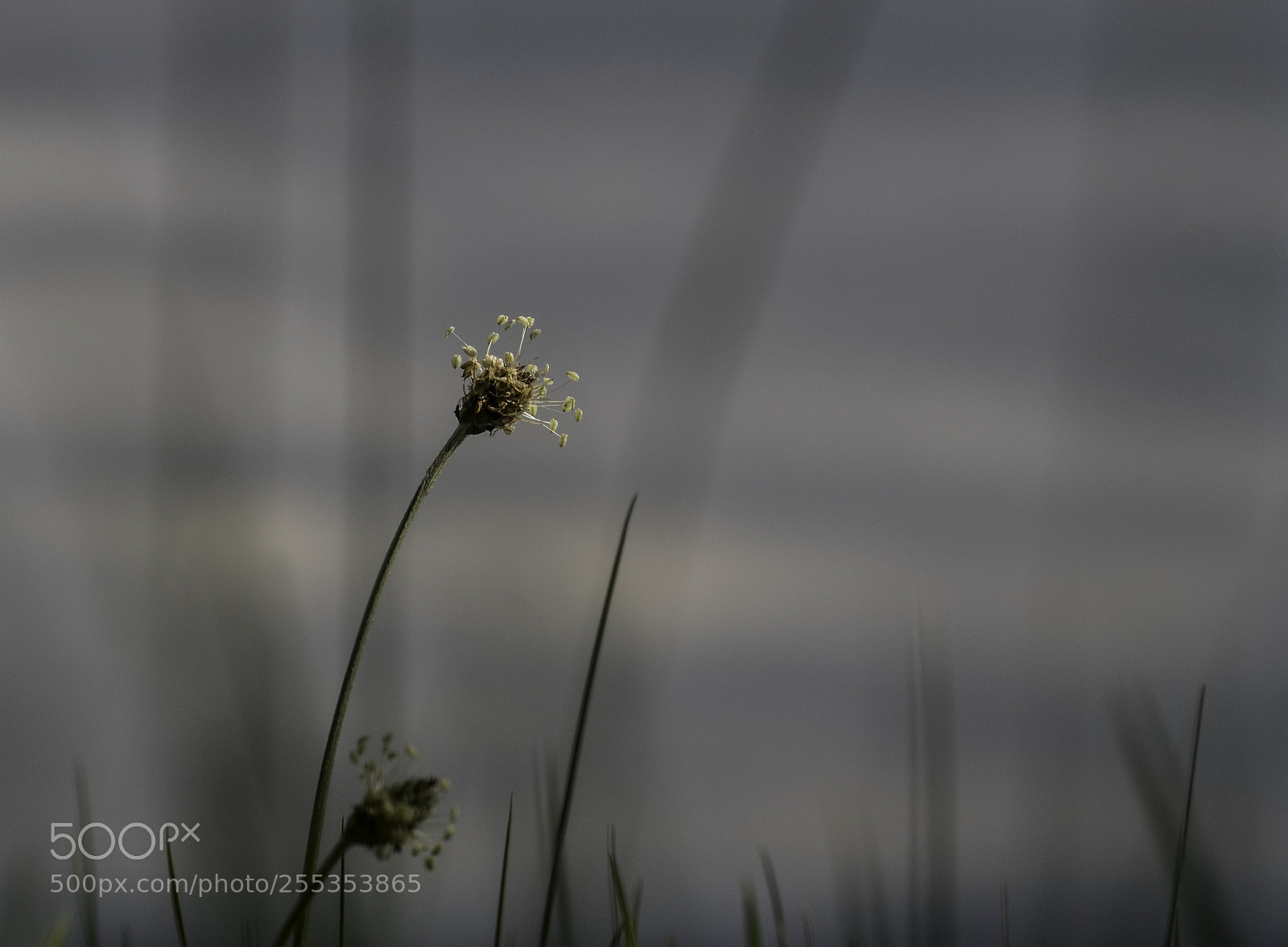 Fujifilm X-T1 sample photo. Underdogs wollen auch ans photography