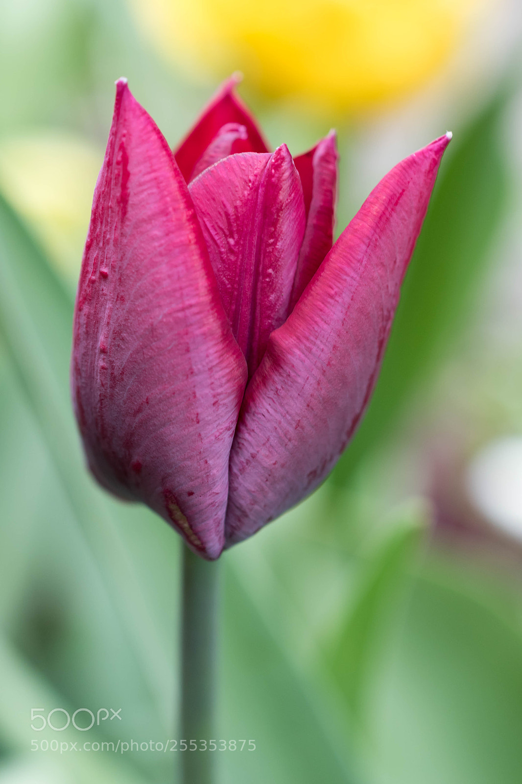 Nikon D5600 sample photo. Tulpe photography