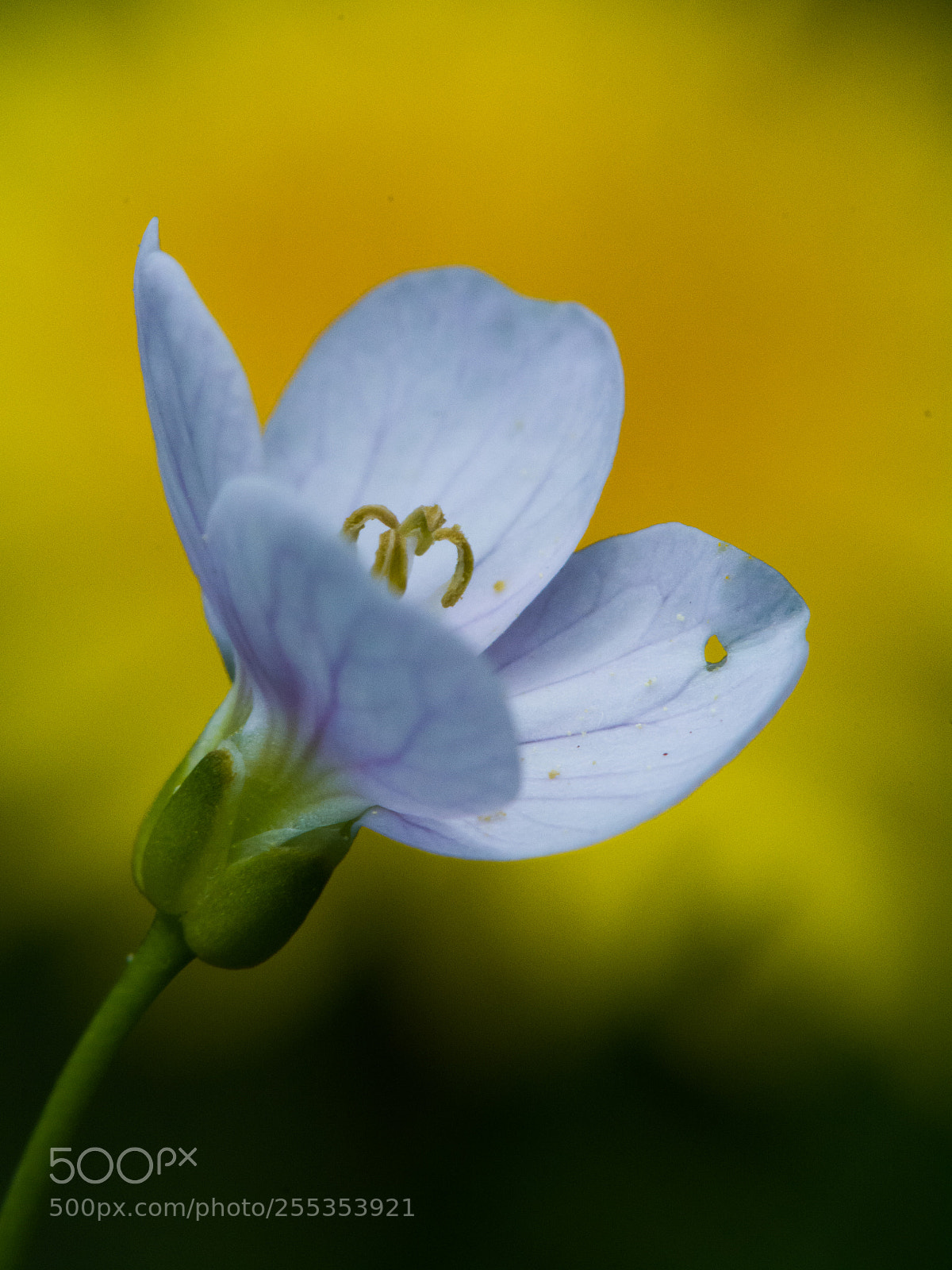 Nikon D7100 sample photo. Cardamine photography