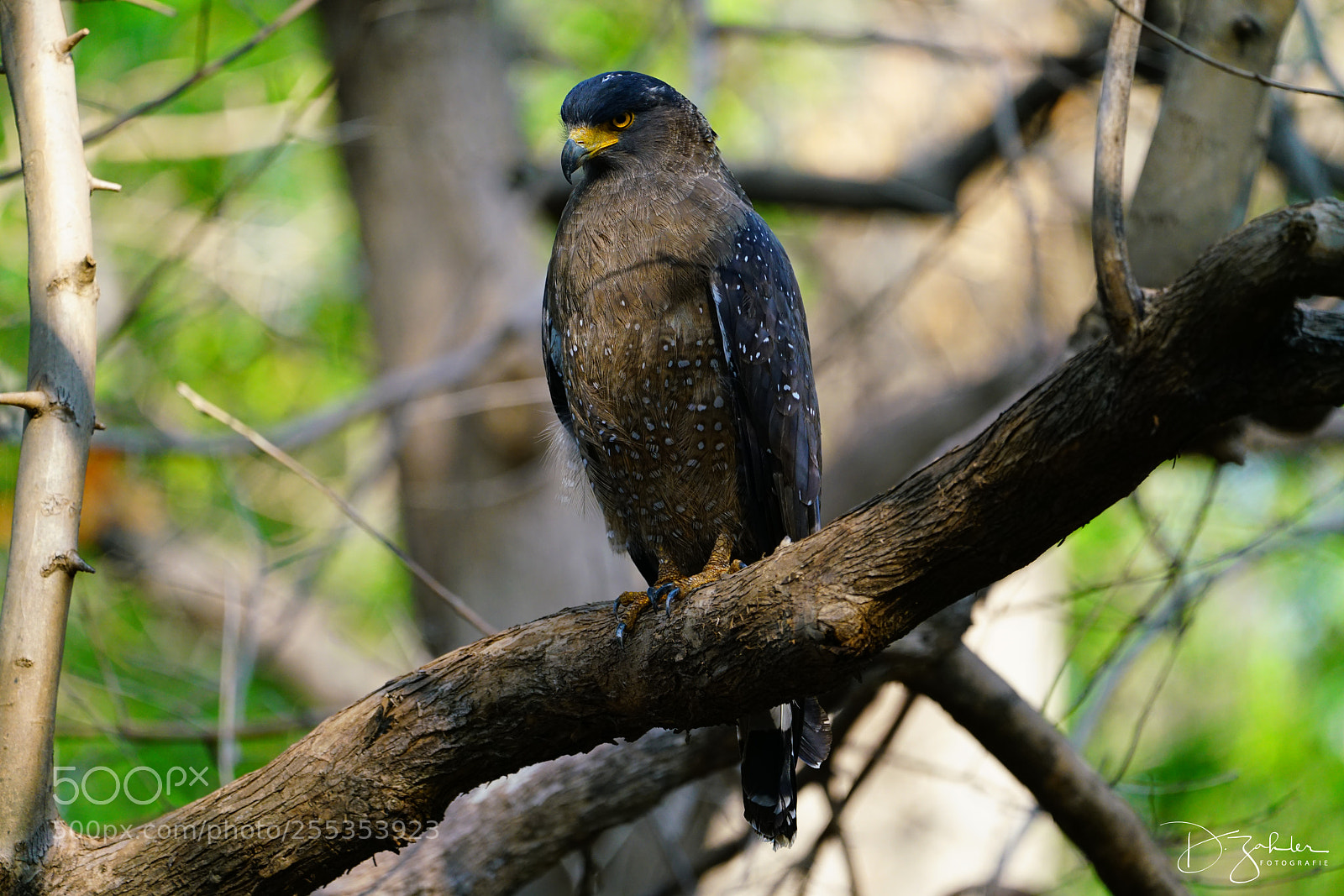 Sony a7R II sample photo. Crested serpant eagle photography