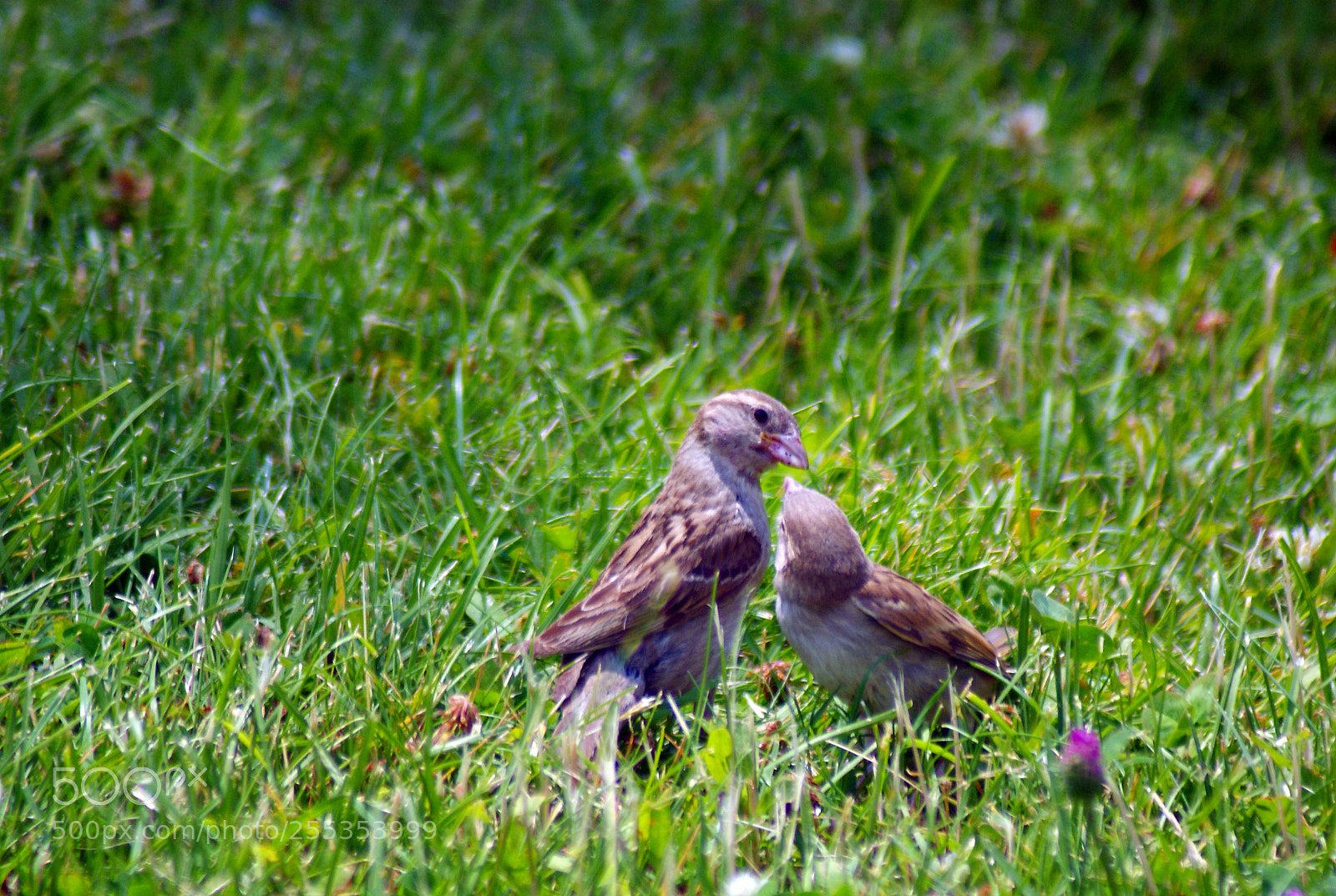 Sony Alpha DSLR-A200 sample photo. Love photography