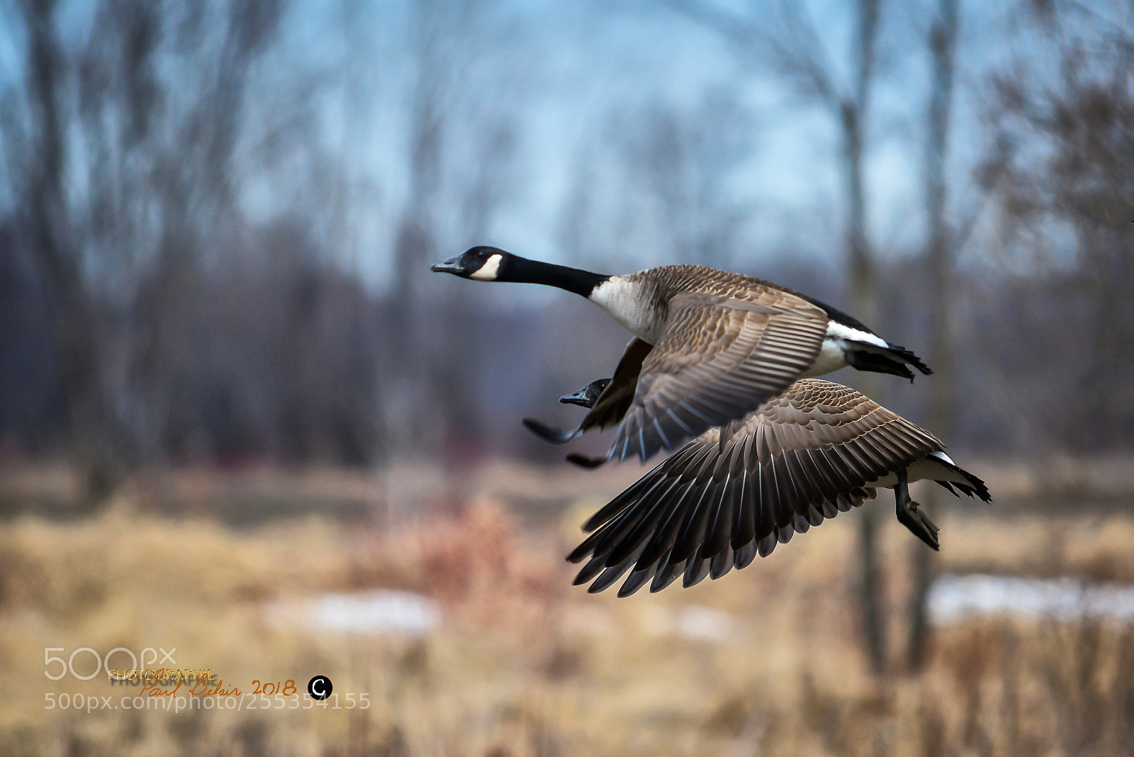 Nikon D7100 sample photo. Plumage (l'envol de bernaches) photography