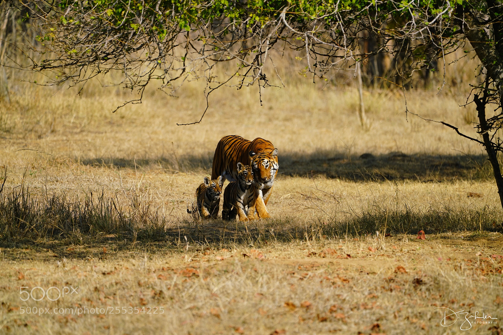 Sony a7R II sample photo. Tiger photography