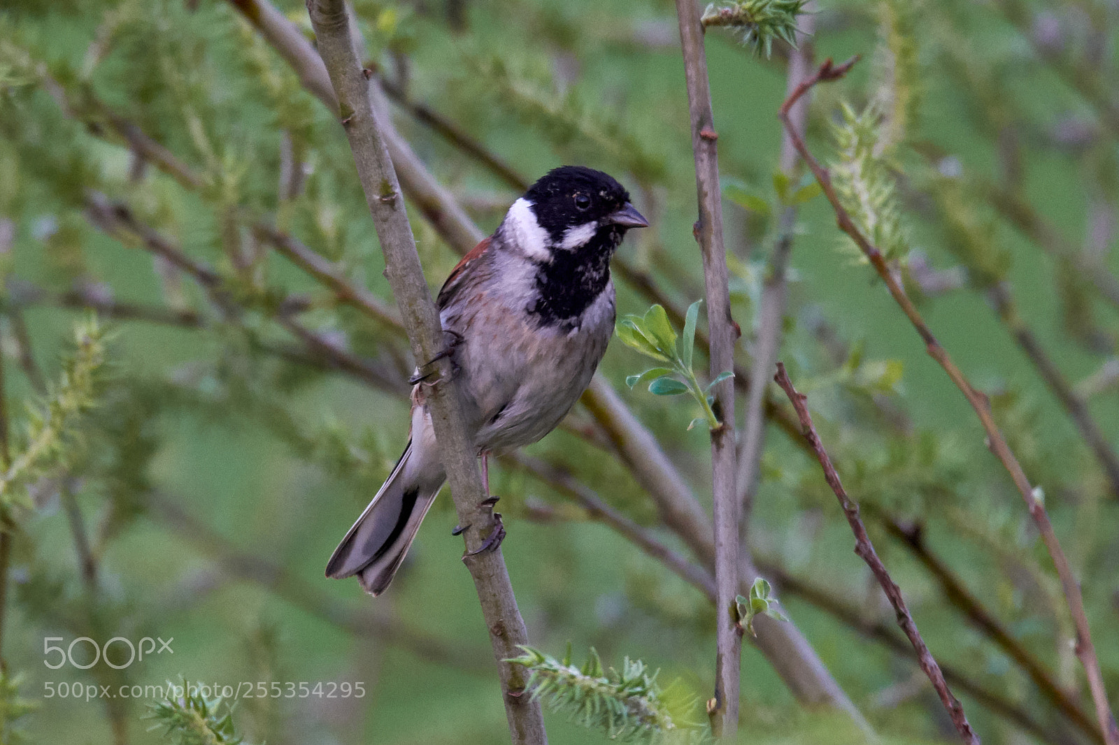 Nikon D7200 sample photo. Reed bunting photography