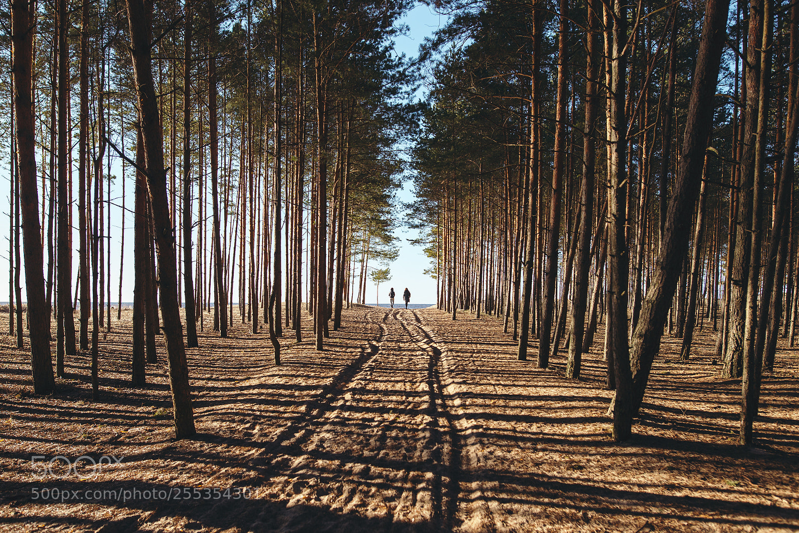 Canon EOS 6D sample photo. Trees near the sea. photography