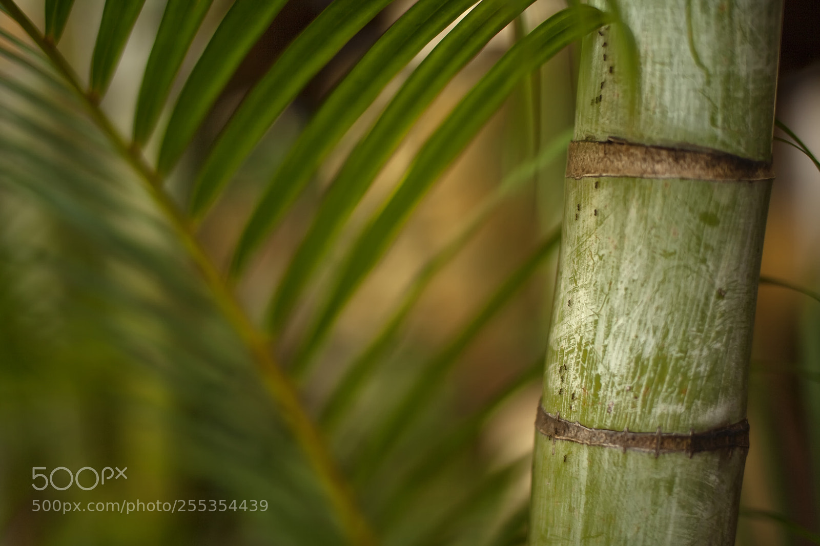 Canon EOS 5D Mark II sample photo. Img photography