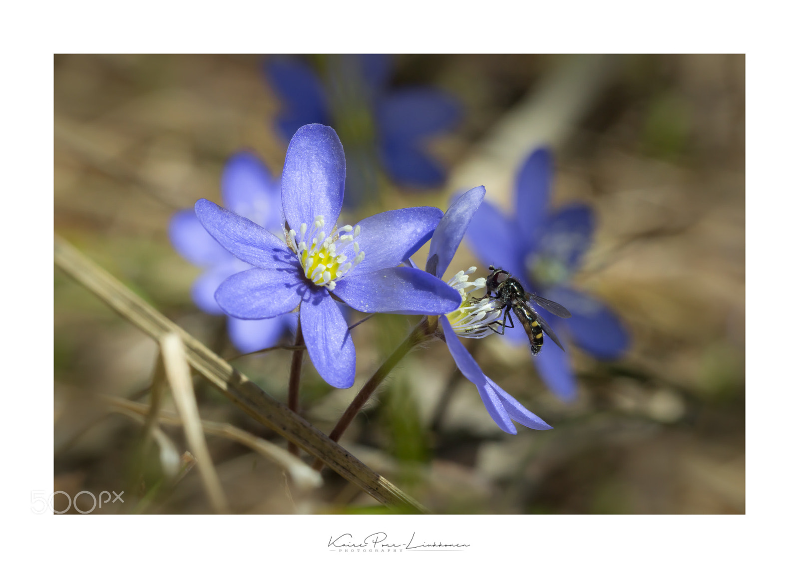 Sony SLT-A77 sample photo. Hepatica and the visitor photography
