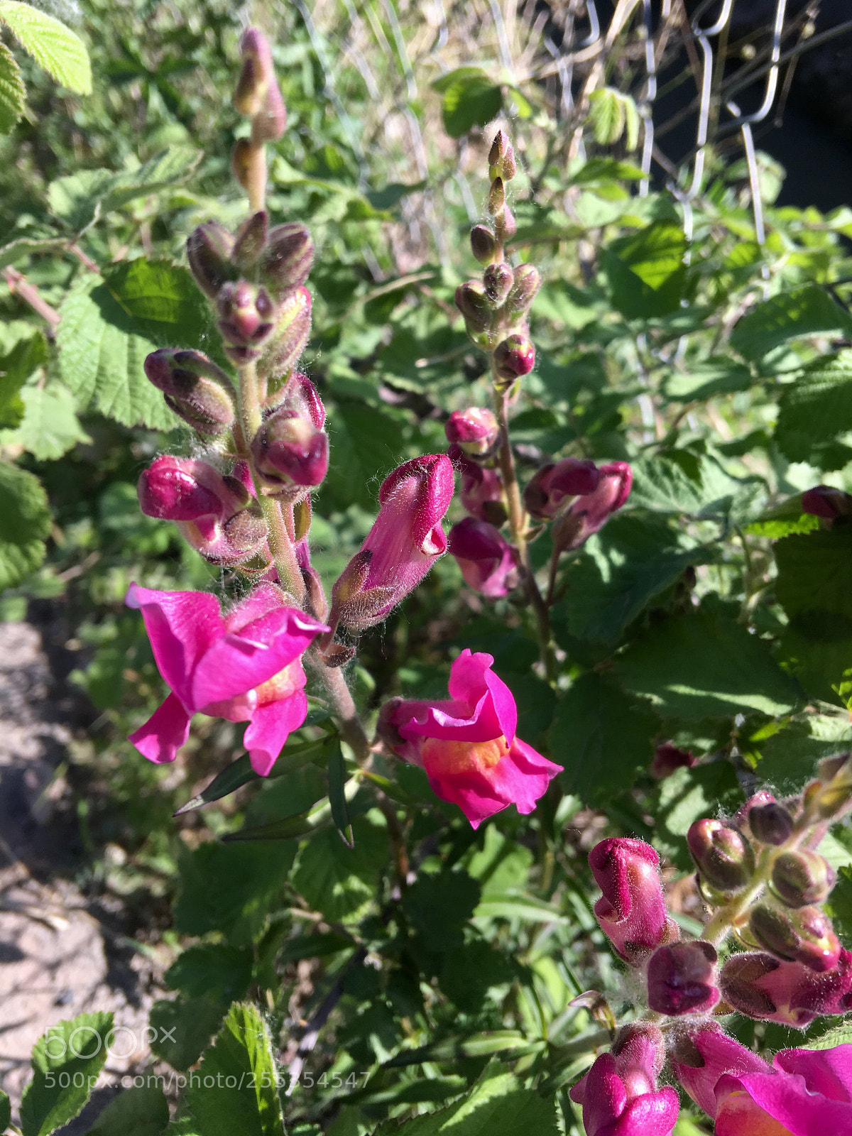 Apple iPhone 6s Plus sample photo. Untitled photography