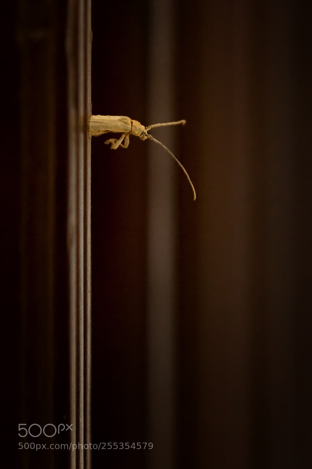 Canon EOS 5D Mark II sample photo. Img photography