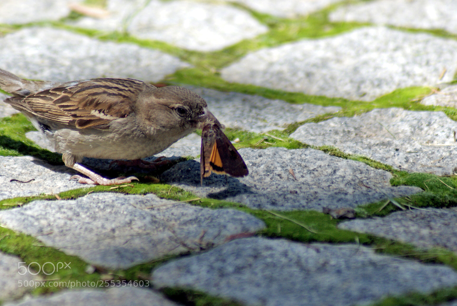 Sony Alpha DSLR-A200 sample photo. Lifecycle photography