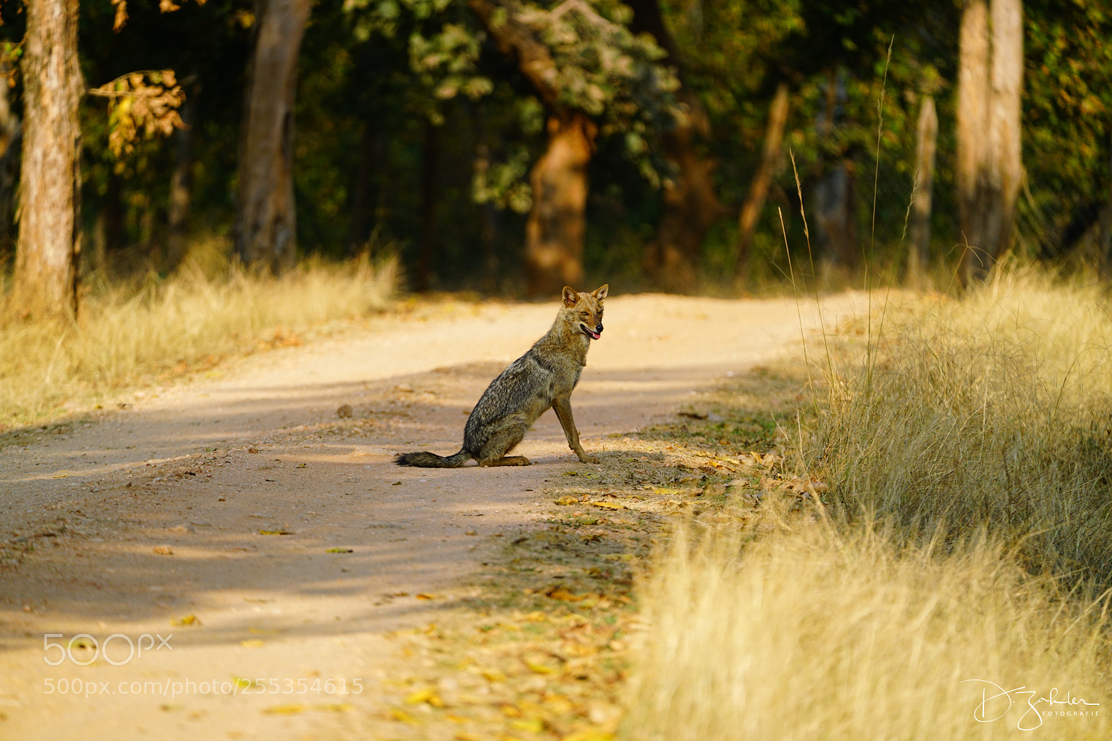 Sony a7R II sample photo. Schackal photography