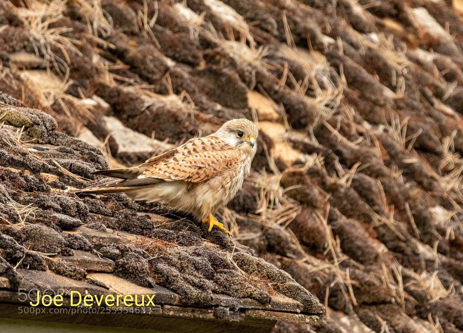 Canon EOS 7D Mark II sample photo. Kestrel photography