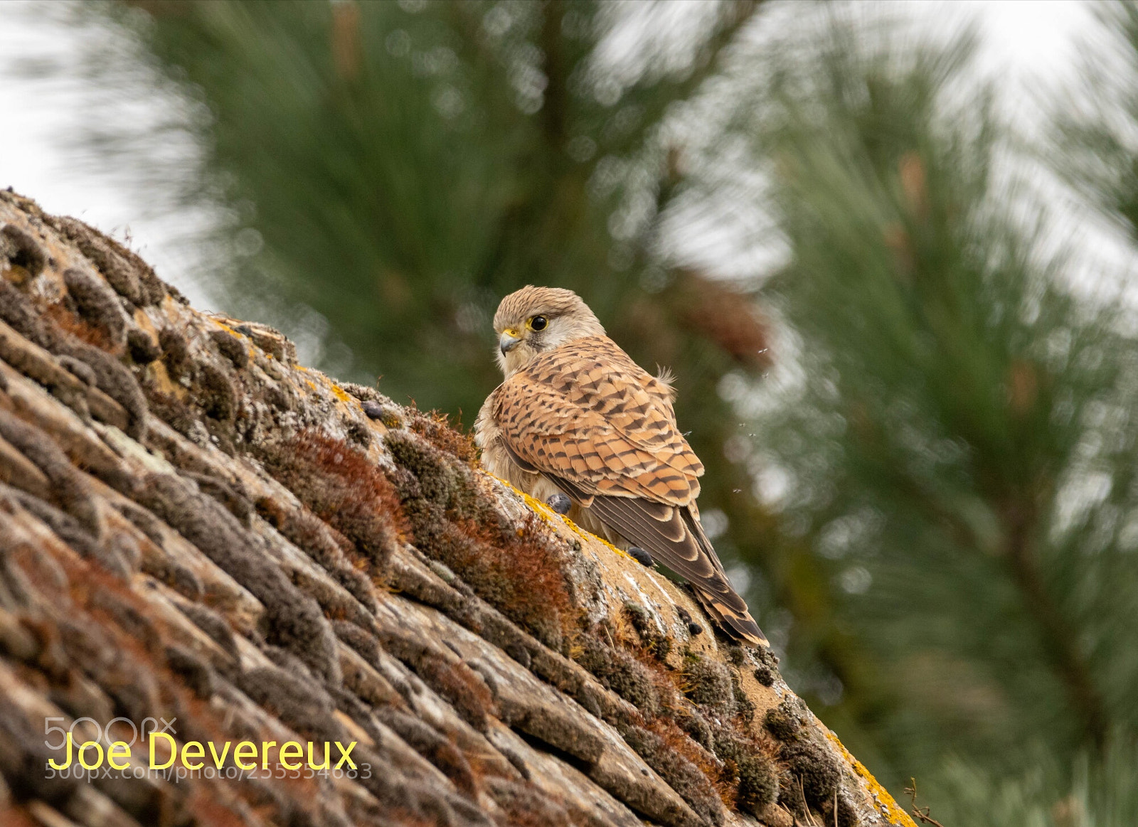 Canon EOS 7D Mark II sample photo. Kestrel photography